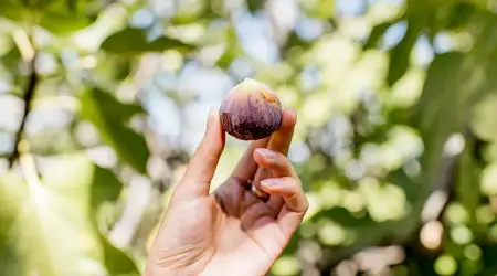 Buah Surga Ini Tumbuh di Mana Sih? Yuk, Intip Asal Usul dan Tempat Tumbuh Buah Tin!